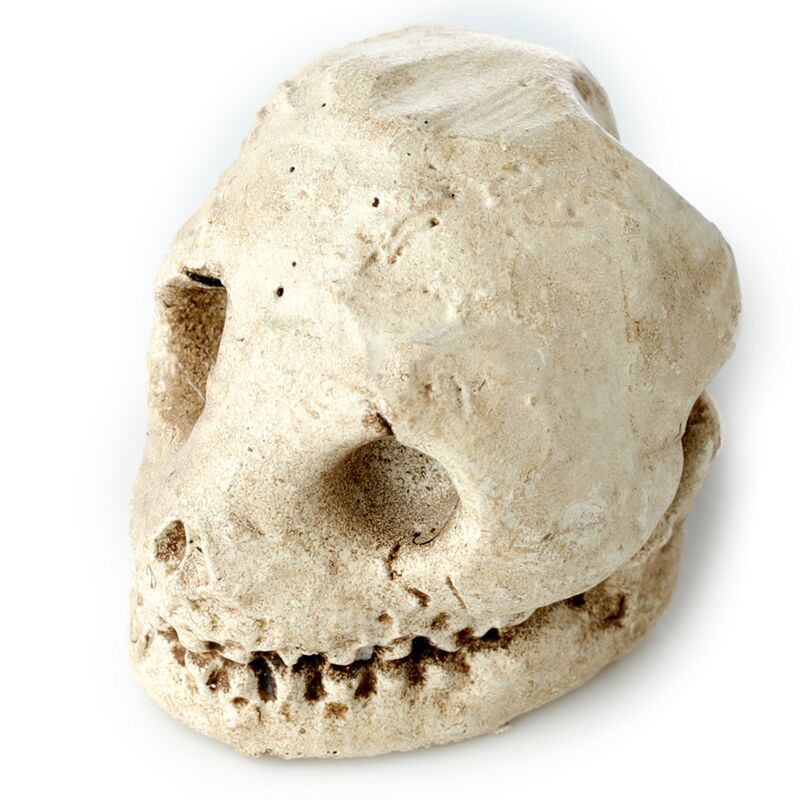 Puckator Human Skull Dig-A-Saurs Dig it Out Kit