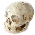 Puckator Human Skull Dig-A-Saurs Dig it Out Kit
