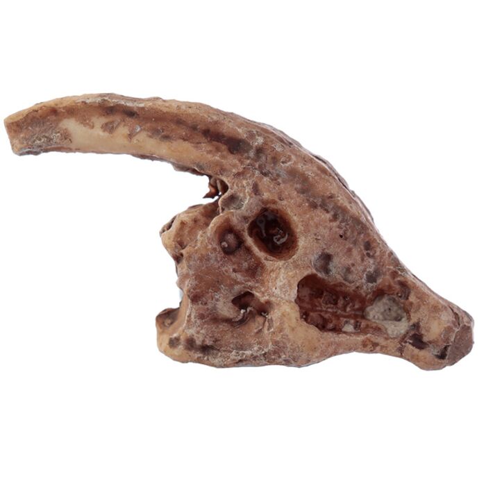 Puckator Rawr Dinosaur Skull Fossil Dig-A-Saurs Dig it Out Kit